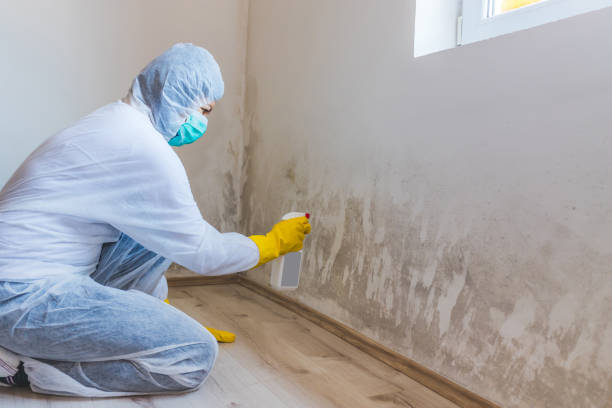 Licensed Black Mold Remediation service in Gladstone, NJ - 24 Hour Mold Removal